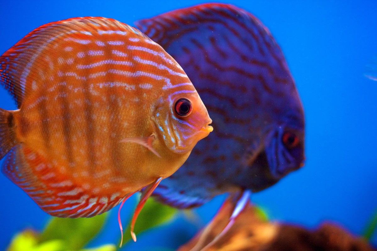 How to Keep Your Aquarium Water Crystal Clear HubPages