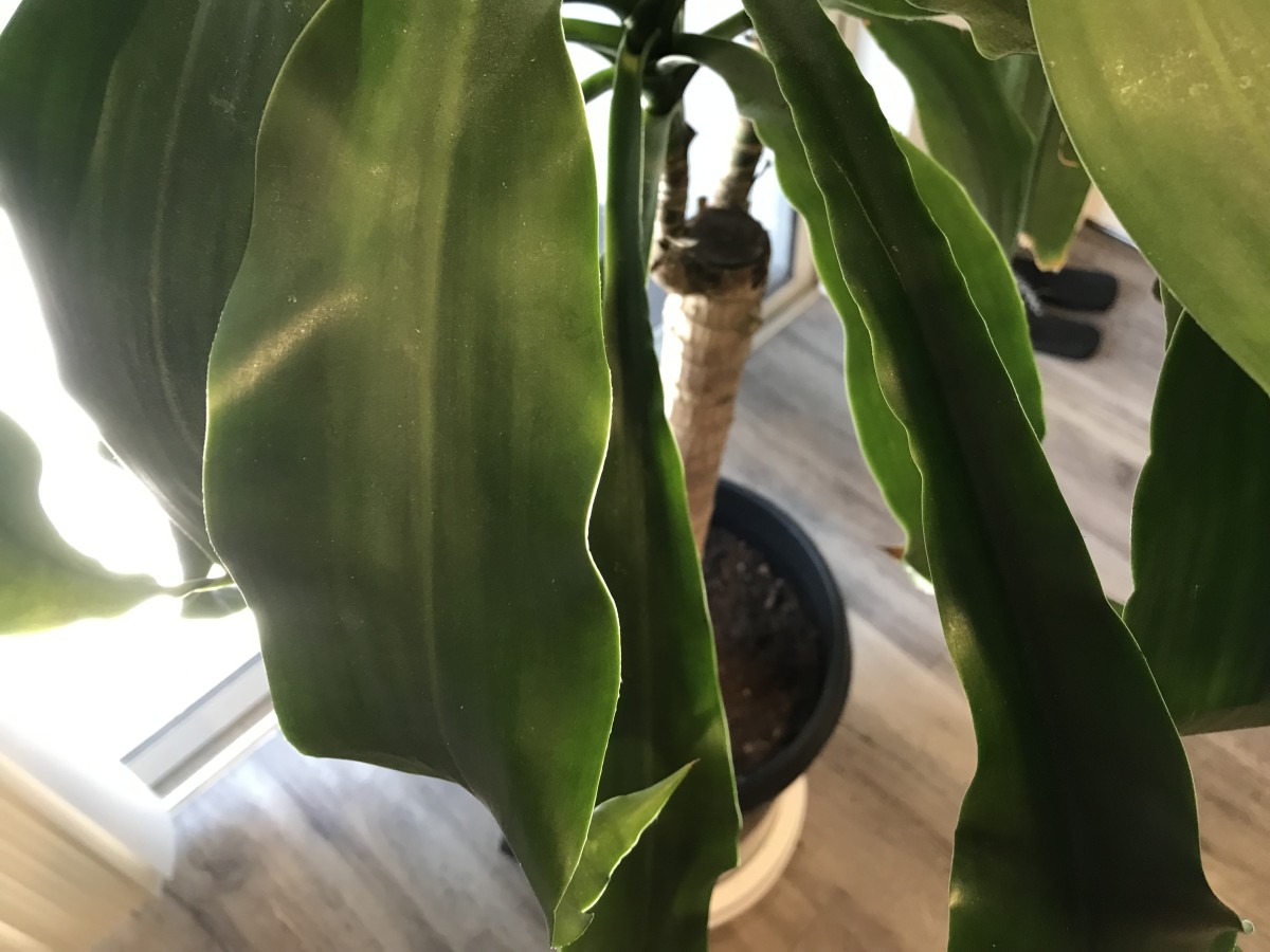 9 Tips to Save Your Yellowing Dracaena