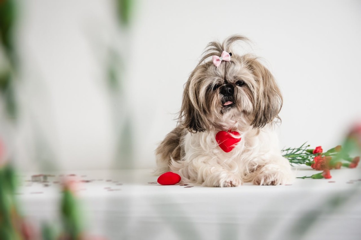 Why Some People Think Shih Tzus Are the Worst Dogs