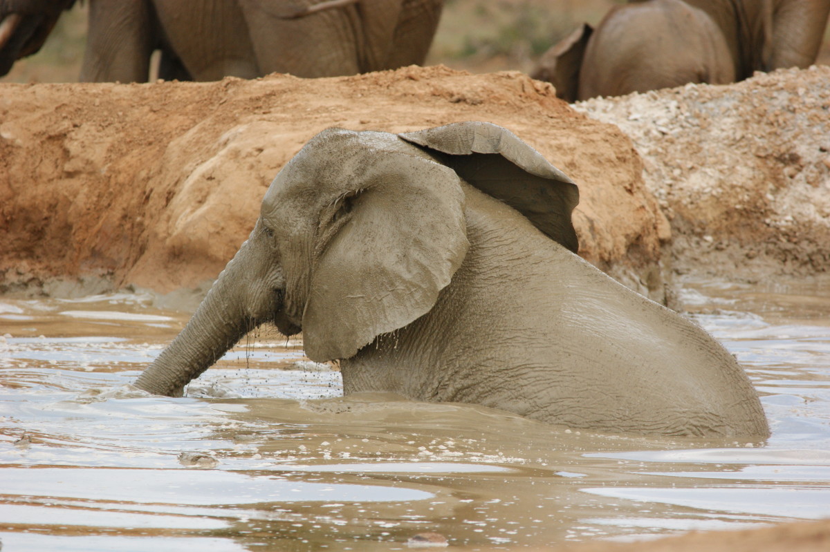 Great Waterholes for Game Viewing in South Africa
