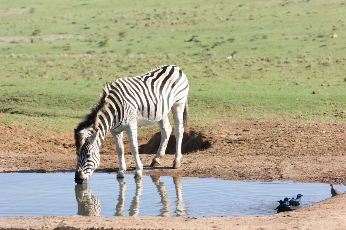 Great Waterholes For Game Viewing In South Africa - Hubpages