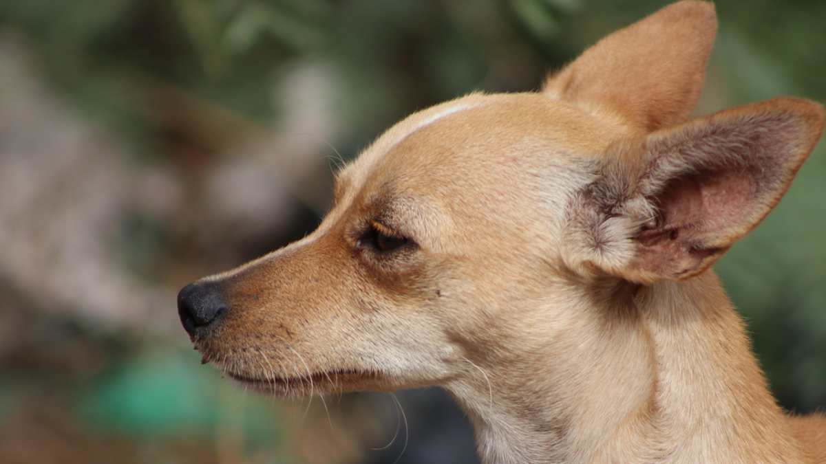 10 Facts and Things to Know About Deer Head Chihuahuas