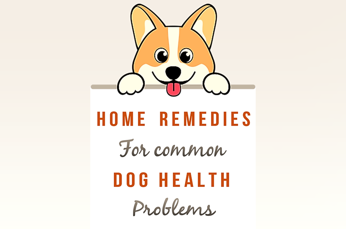 Home Remedies For Common Dog Health Problems