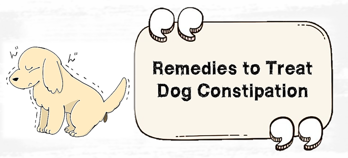 Home Remedies For Common Dog Health Problems - Hubpages