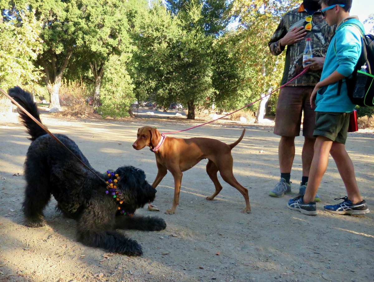 Why Does My Dog Stretch so Much? (and Is It Normal?) PetHelpful