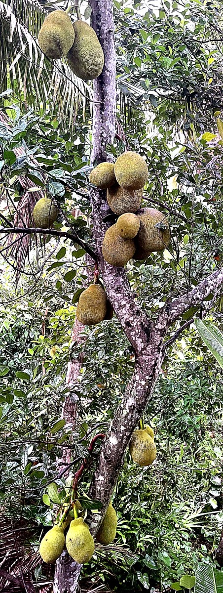 Sweet and Salty Delicacy From Jackfruit Right From Home