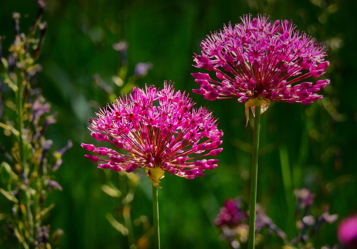 What to Do With Sprouted Onions or Garlic Cloves