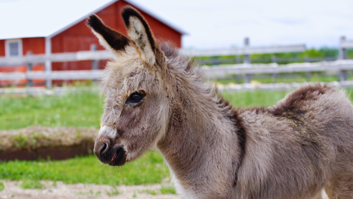 100+ Names for a Donkey: Ideas for a New Pet Burro