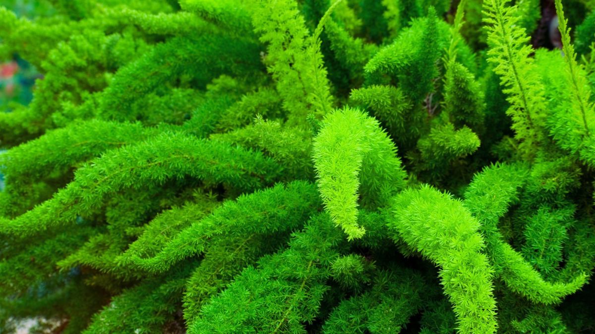 10 Reasons to Plant the Foxtail Fern (and How to Propagate)