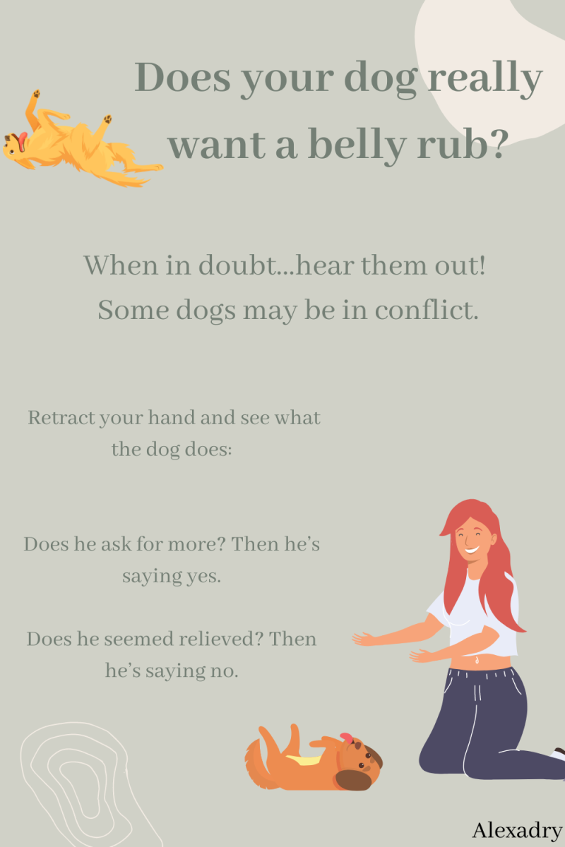Do Dogs Like Belly Rubs? Here's What Experts Say PetHelpful
