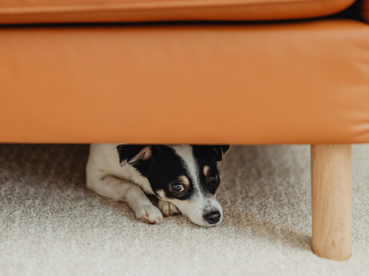 Why Does My Dog Hide Under the Bed? 8 Causes and Tips