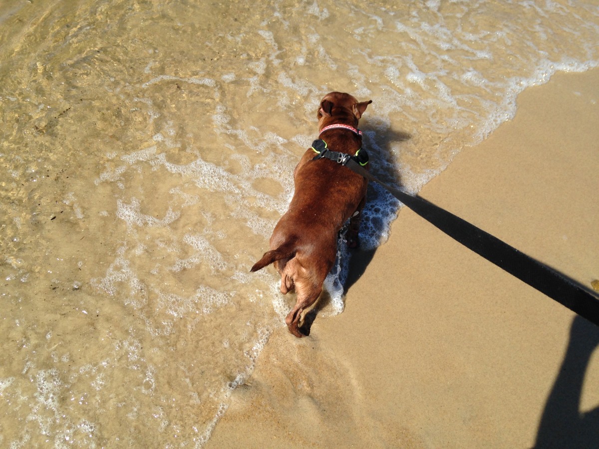 Healthy Dog: Beach Day