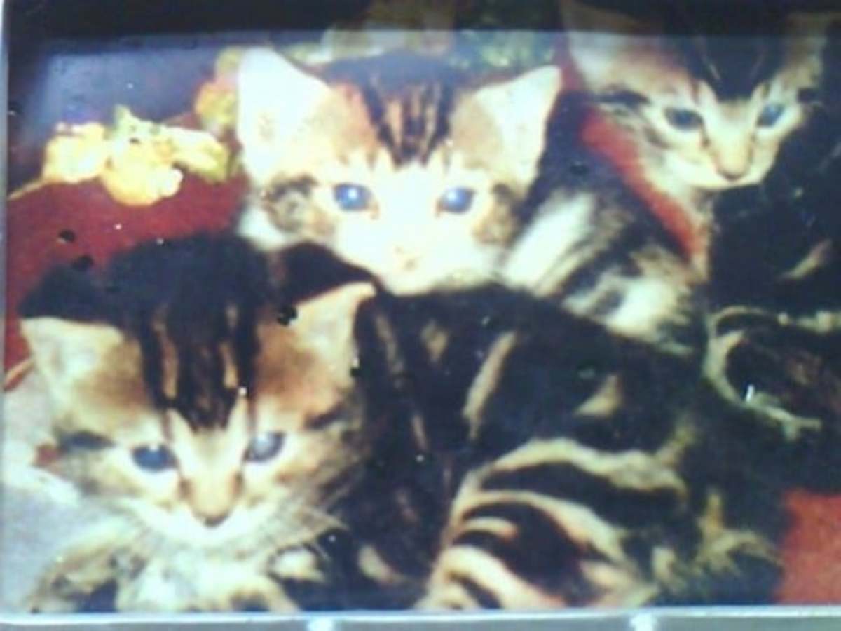 From left to right: Pepper, age 8; Bandit, 20, and Tiger, 21.❤️ From left to right: Pepper, age 8; Bandit, 20, and Tiger, 21.❤️