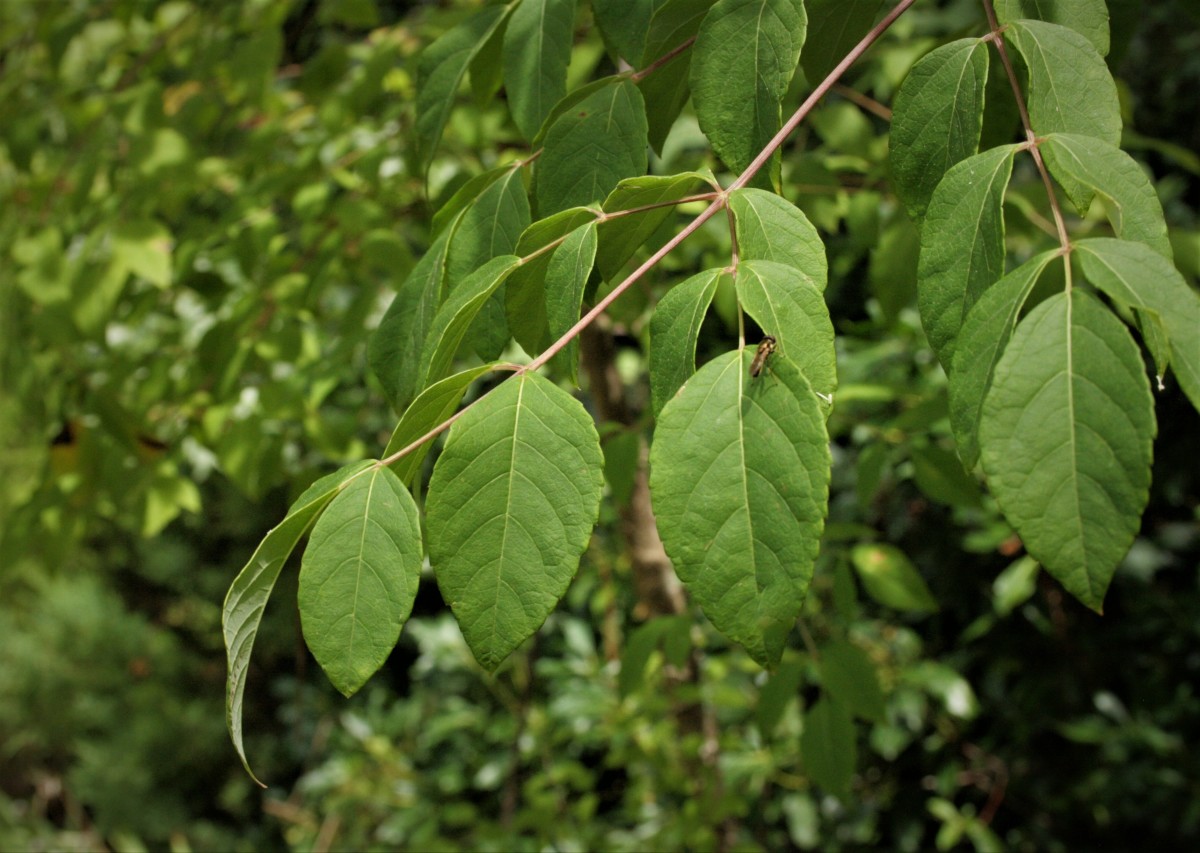 Meet Aralia spinosa (Devil's Walking Stick) - HubPages