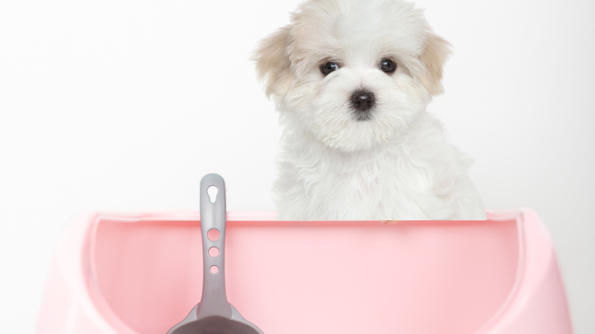 Litter Box Training a Dog: Pros, Cons, and Training Tips
