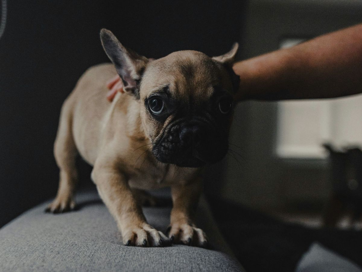 Can Dogs Sleepwalk? Here’s What to Know PetHelpful