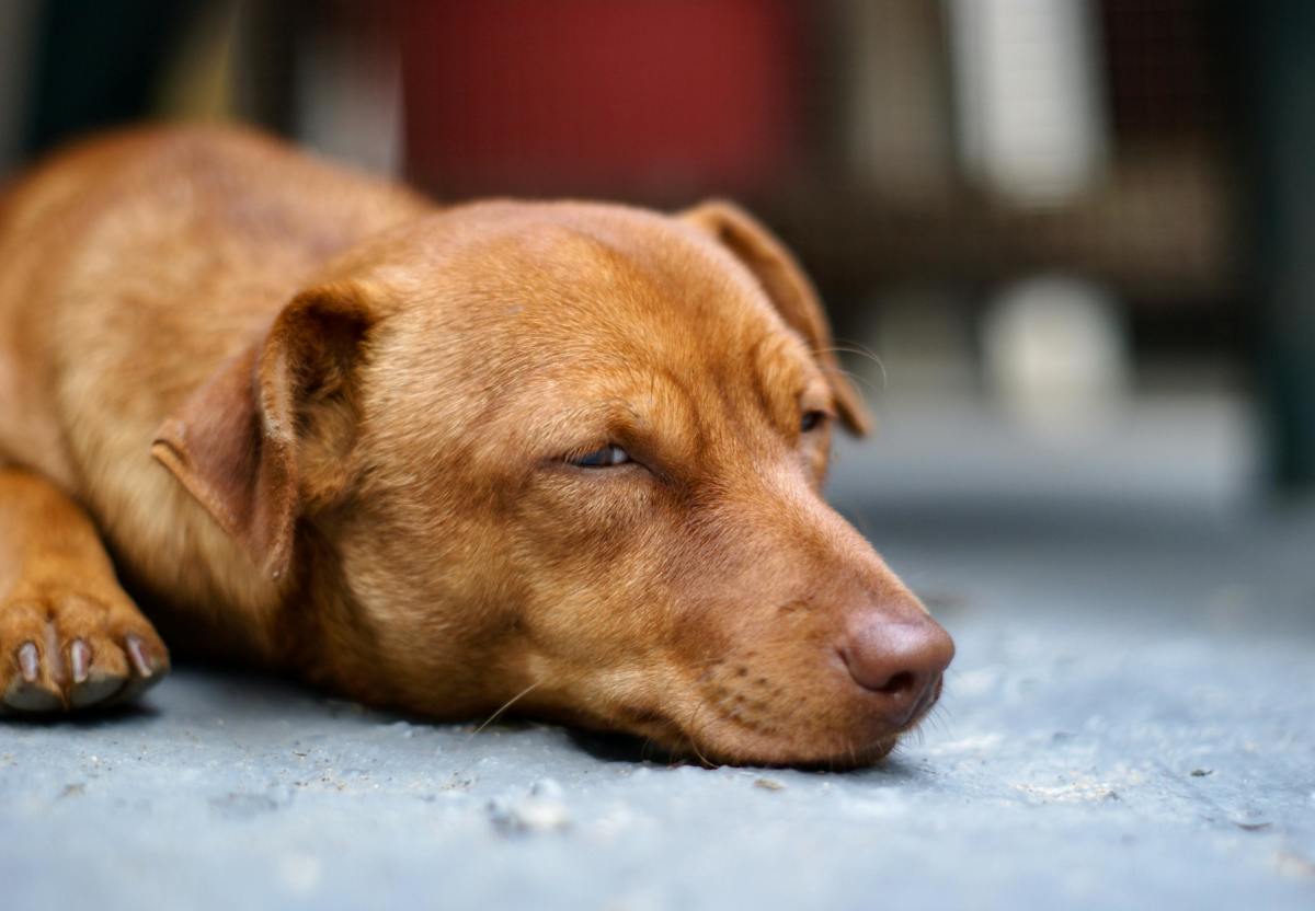 Can Dogs Sleepwalk? Here’s What to Know PetHelpful