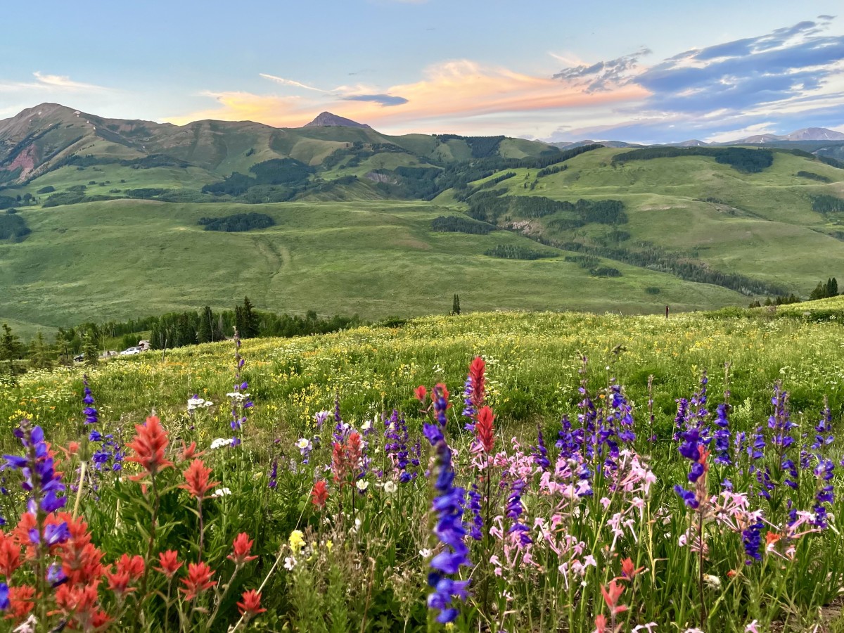 Easy Colorado Wildflower Walks and Drives