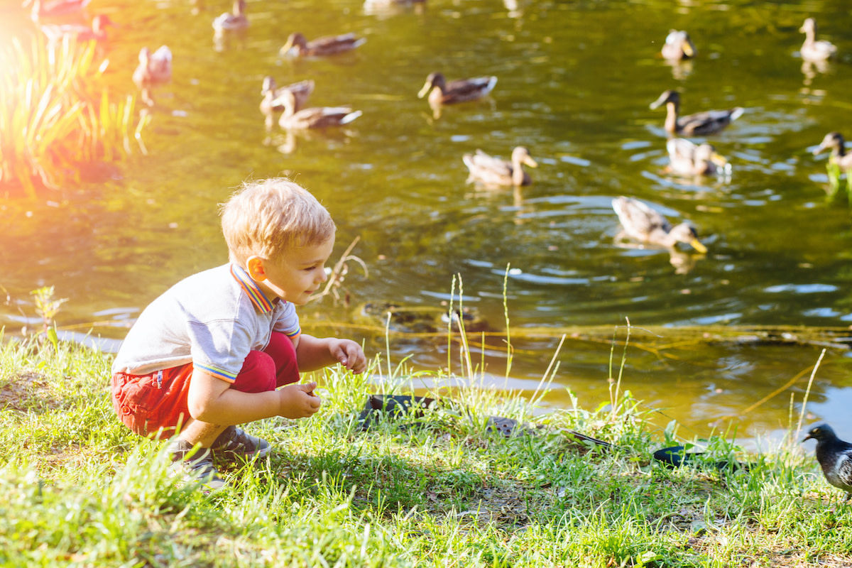 Toddler's Unique Way of Feeding the Ducks Is a Whole Mood - WeHaveKids News