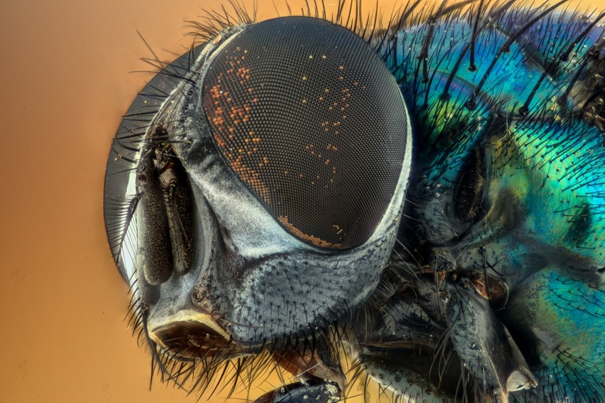 Calcite-Lensed Trilobites and Panoptic Jellyfish: The Evolving Eye