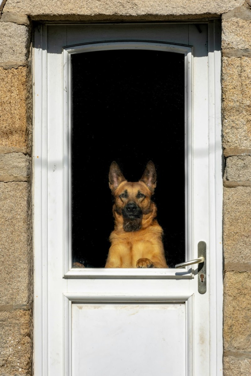 Dog Scratching the Door? Why and How to Stop the Behavior PetHelpful