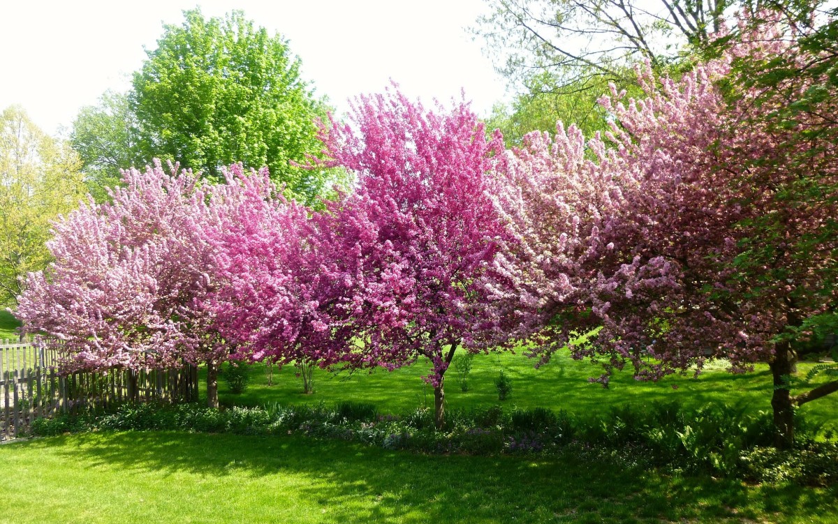 13 Compact Crabapple Trees for Every Garden (and Beautiful Spring Blooms)