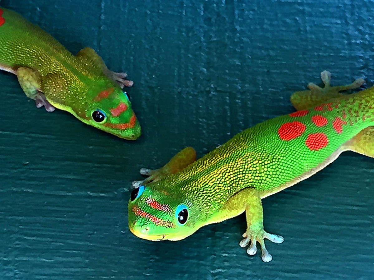 Gold Dust Day Geckos of Hawaii - WanderWisdom