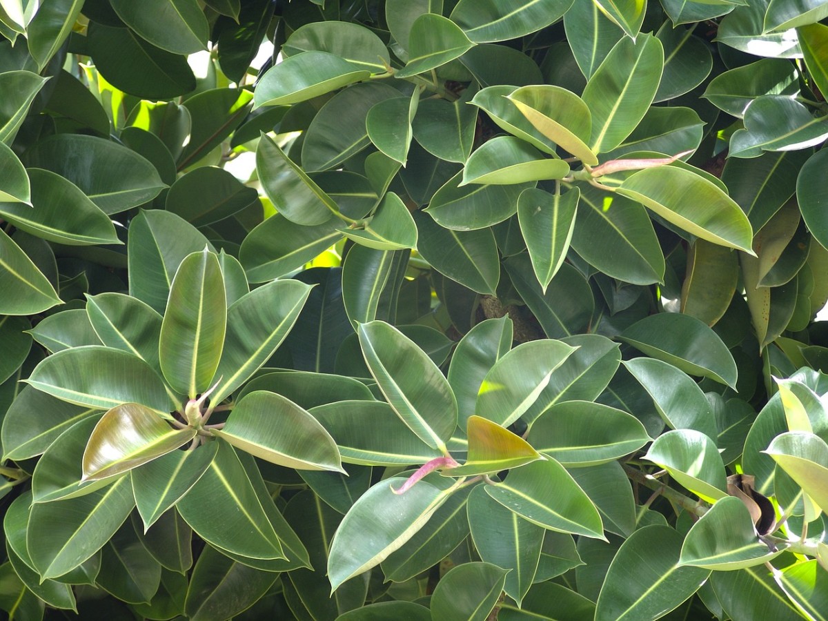 Rubber trees don't take much work.