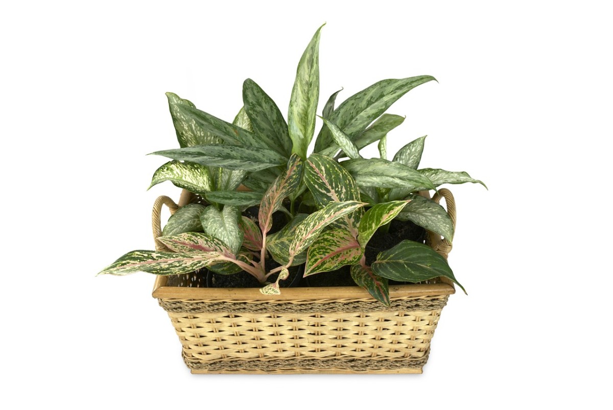 Dieffenbachia and aglaonema go well together, though the latter can be a bit pickier.