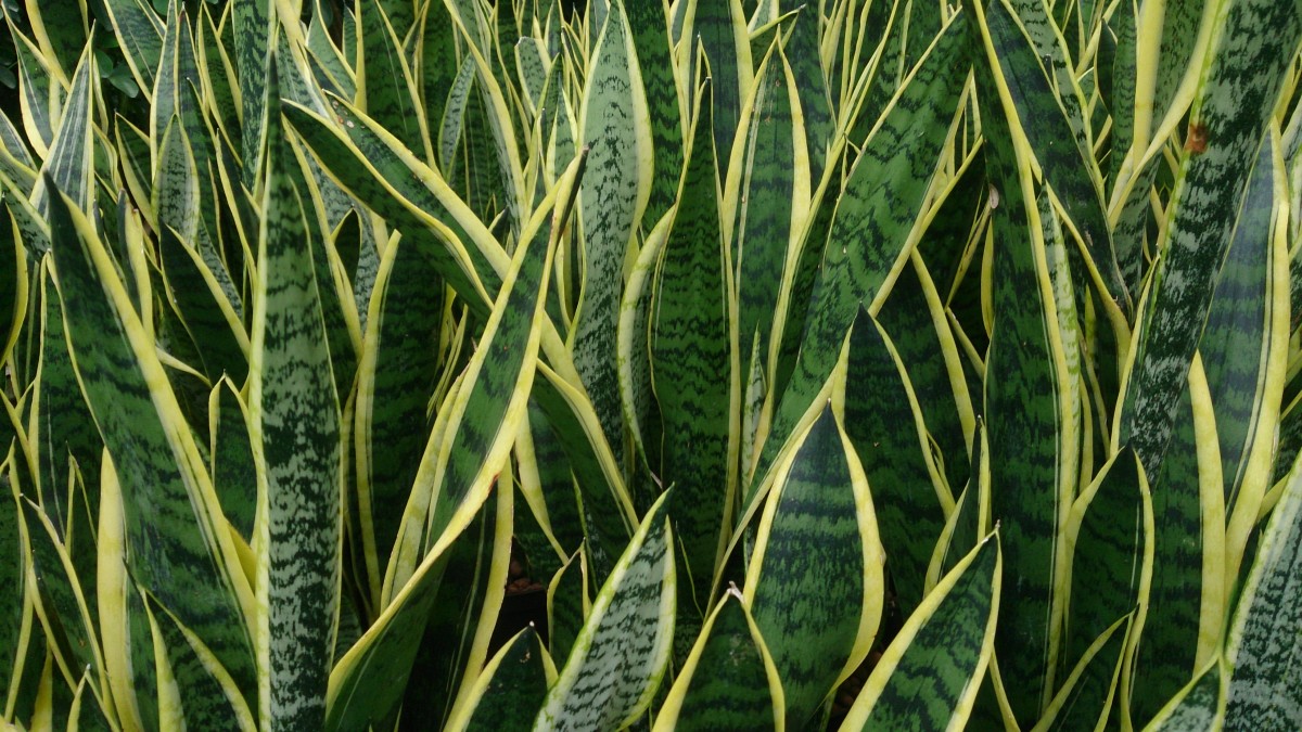 Snake plants are easy to take care of.