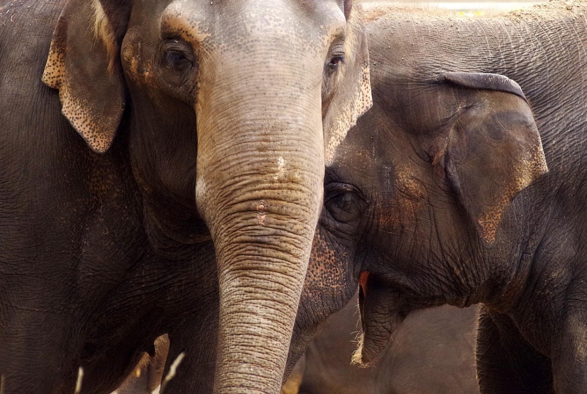 6 Animals With a Sixth Sense: Electricity-Sensing Spiders & Seismic-Signalling Elephants