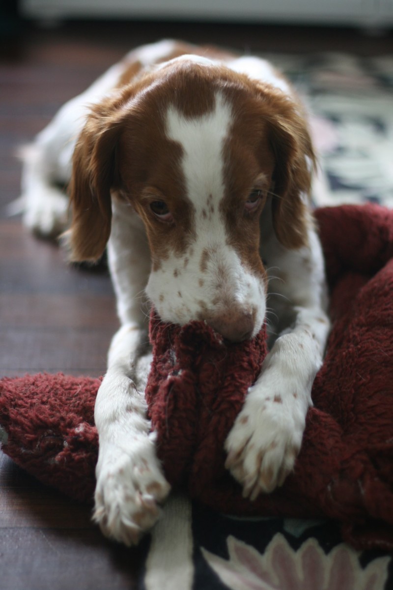 Why Does My Dog Knead His Blanket? (And You!) PetHelpful
