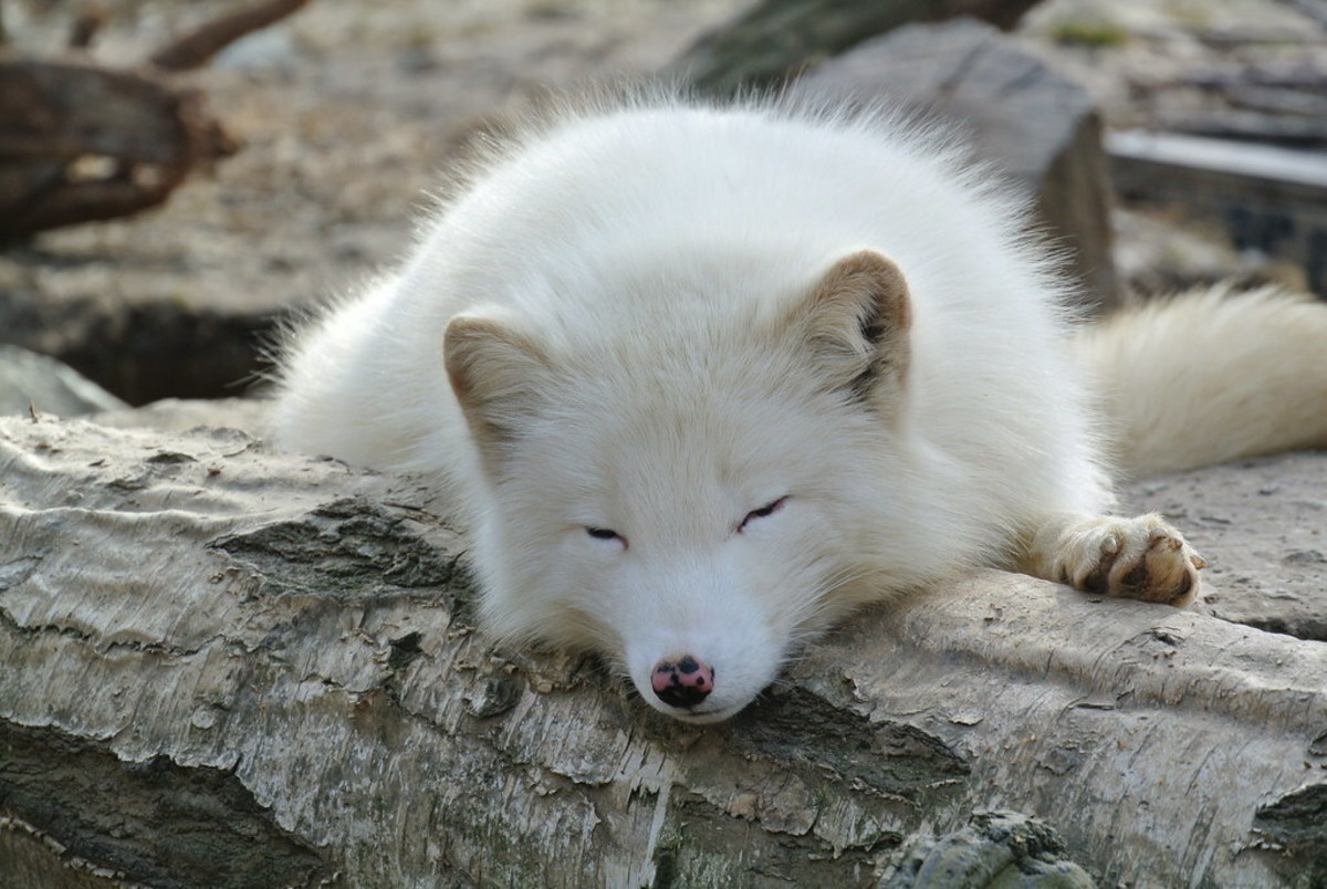 Are Foxes Domesticated? The Answer May Surprise You