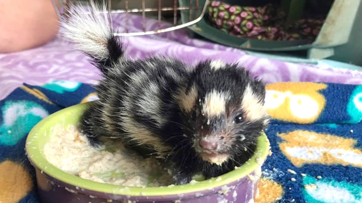 Is it Legal to Own a Pet Skunk? HubPages