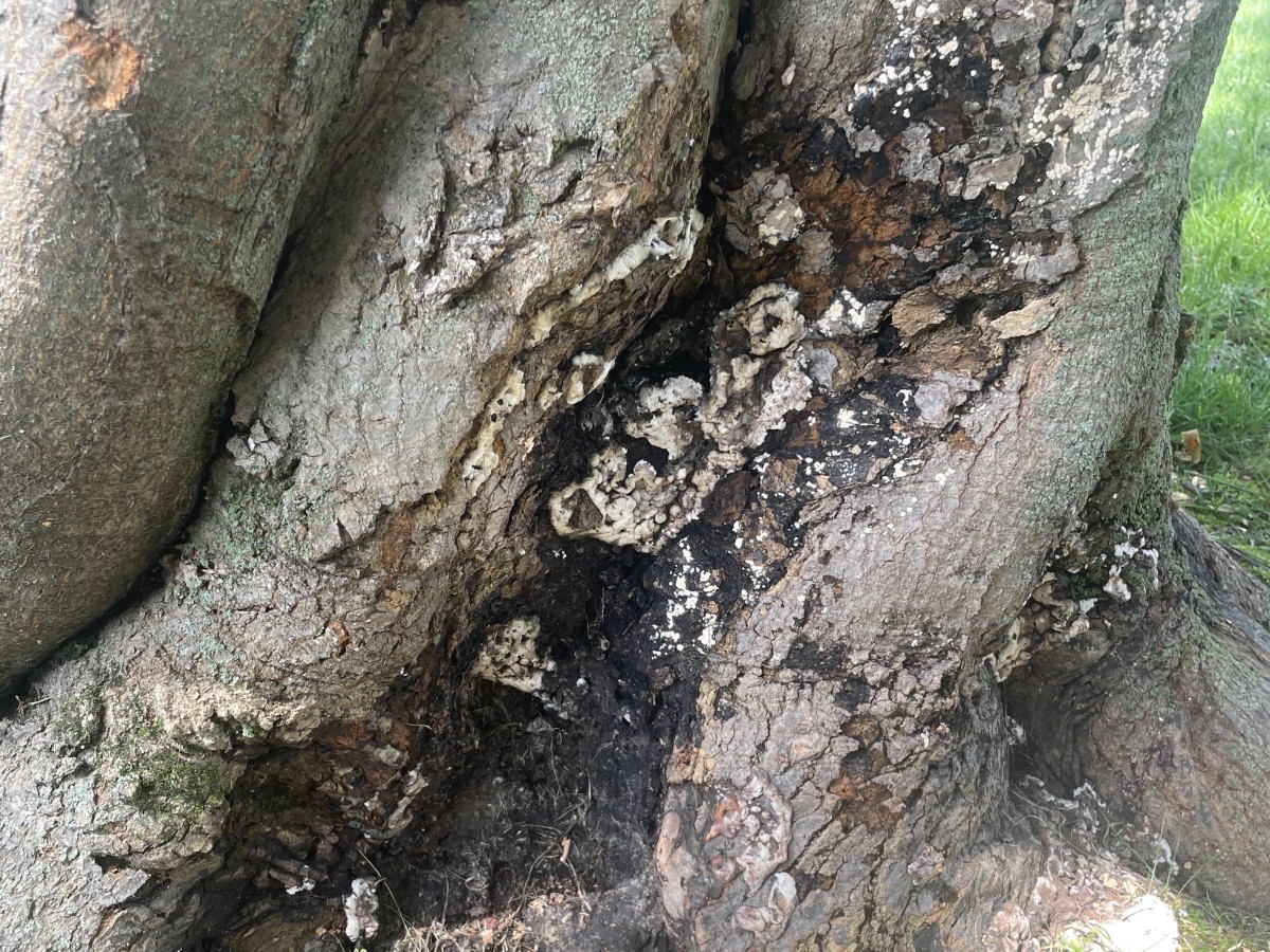 What Is This Black Growth on My Maple Tree’s Trunk?