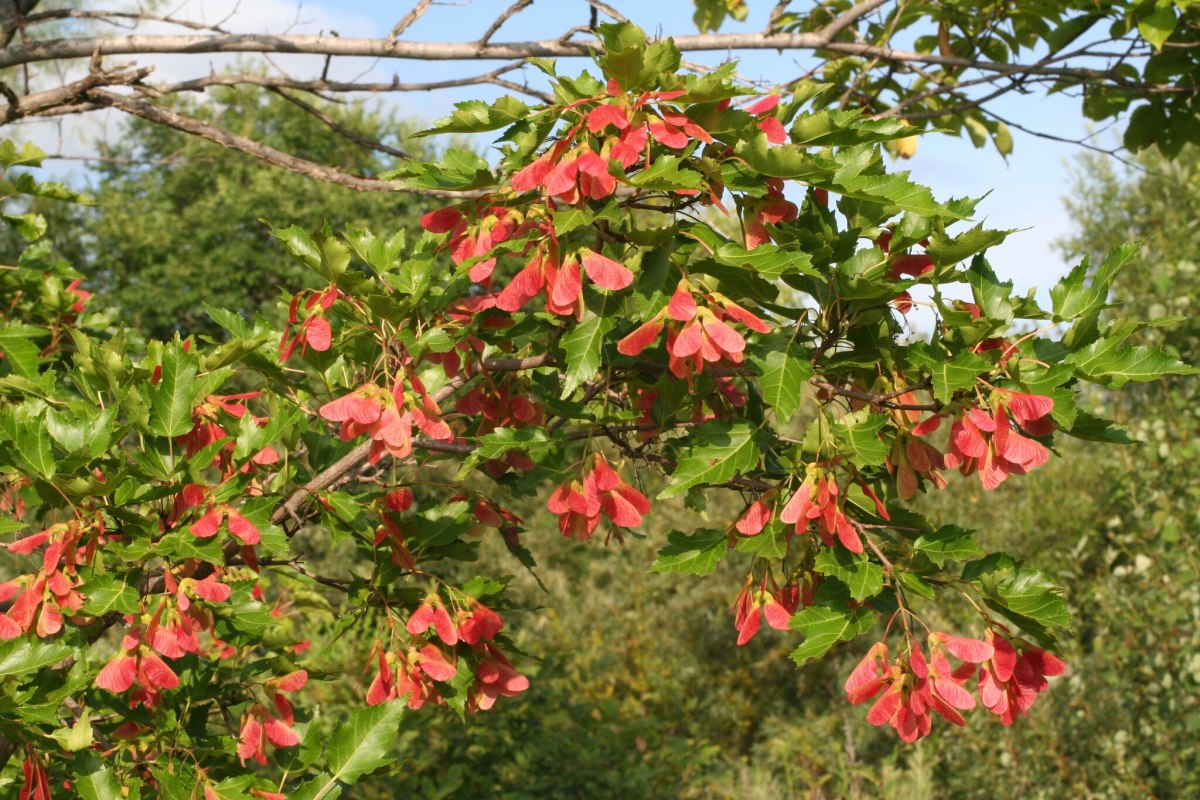 When Ruby Slippers Lose Their Shine: Improving Colour of Maple Tree Samaras