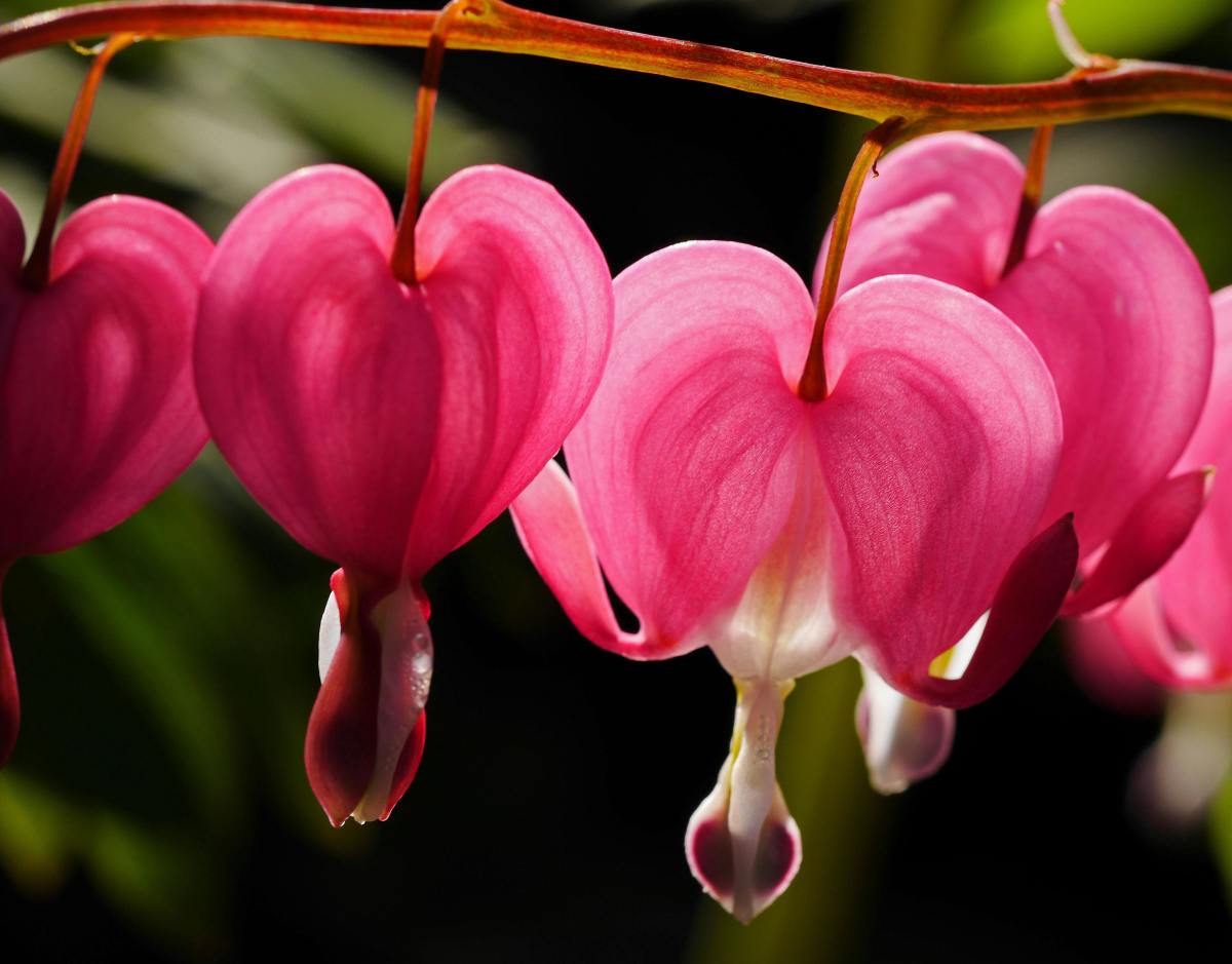 Five Creepy Plants That Are Easy To Grow