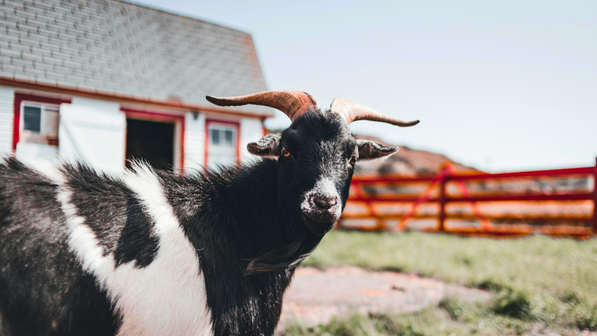 100+ Names for a Goat Shelter (Bleat Street to Goatchella)