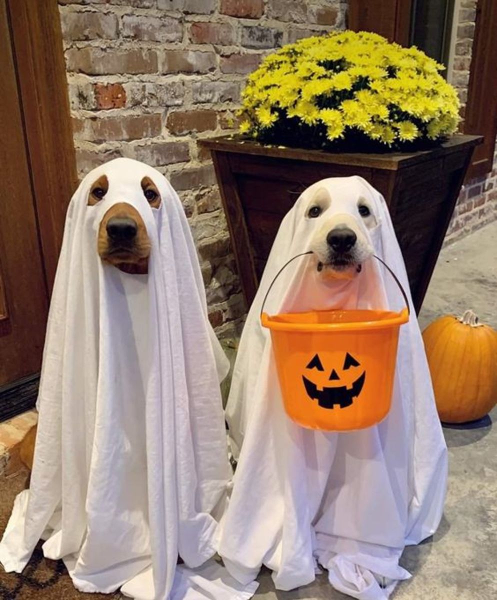 40+ Easy and Fun Halloween Costumes for Pets - HubPages