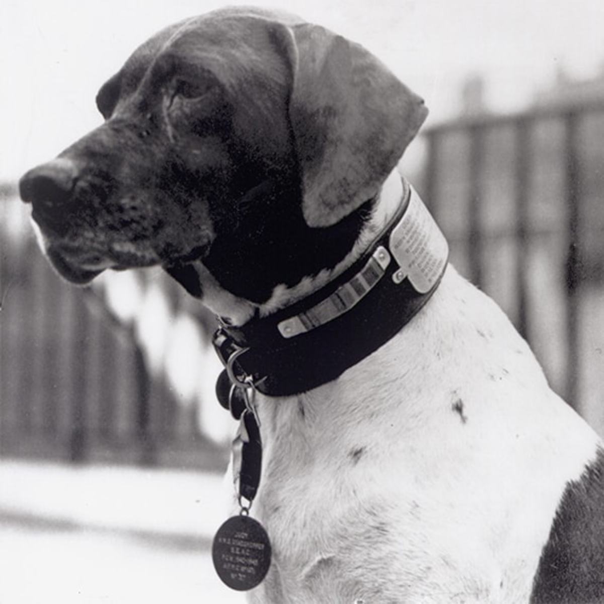 Judy the Heroic Dog of World War II