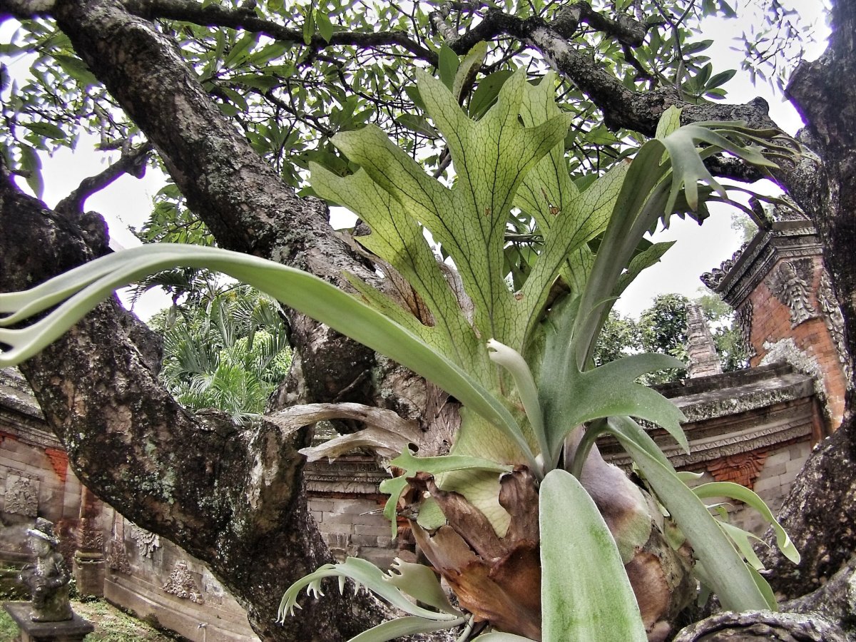 Growing Ferns in a Tree: A Complete Guide to Mounting Staghorn Ferns
