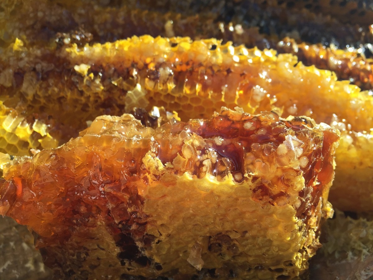 Carrion Eaters and Hallucinogenic Honey-Makers: 5 Odd Bees