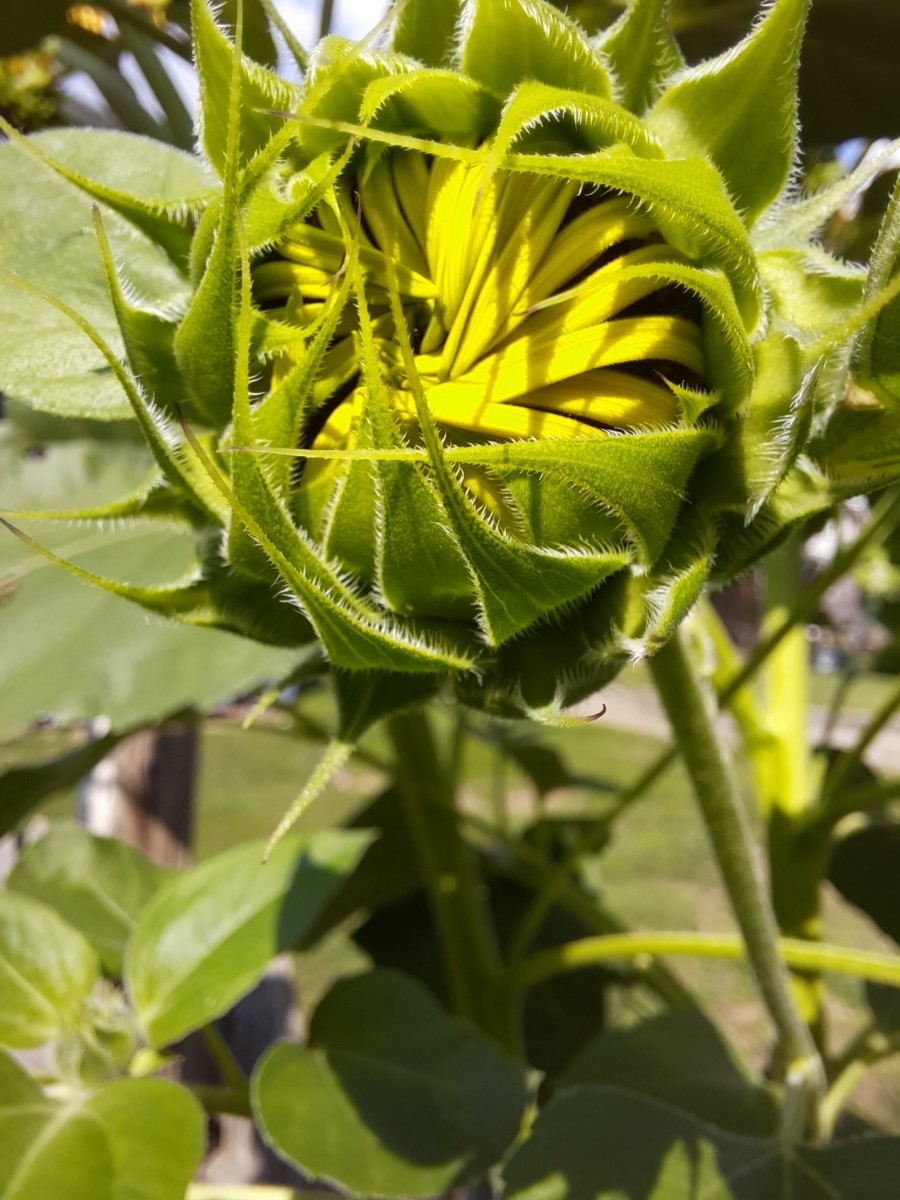 Heat Domes, Gardening, and Climate Change