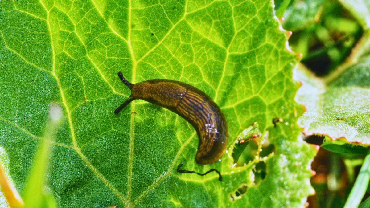 How to Get Rid of Slugs and Snails Safely