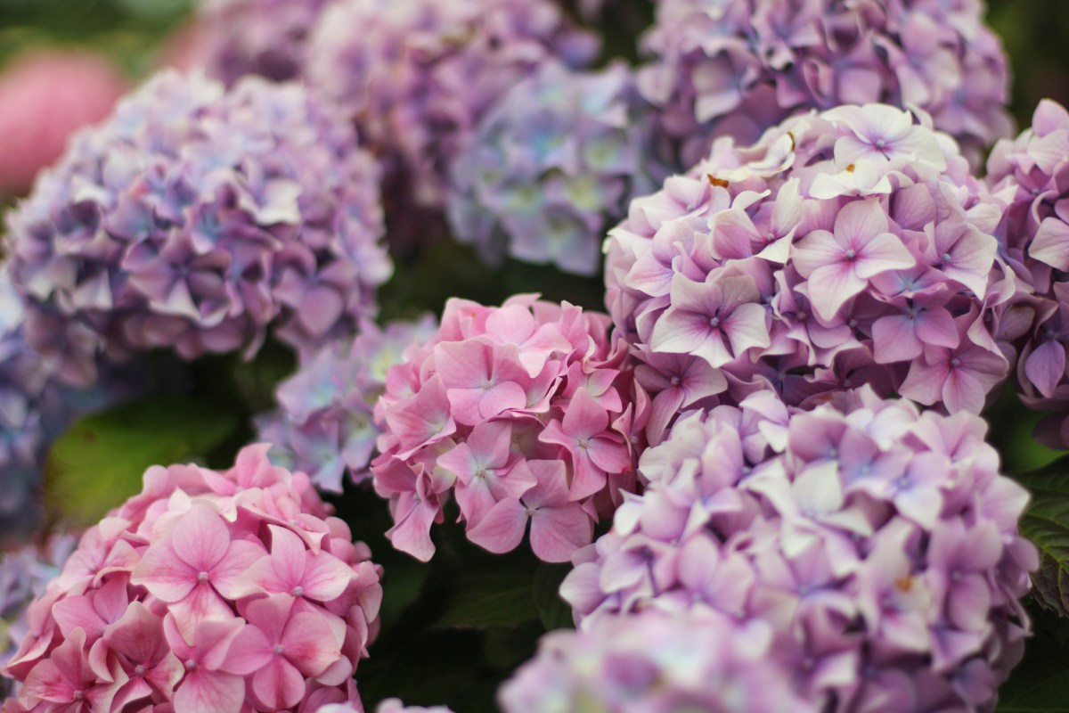 7 Tips to Get More Hydrangea Blooms