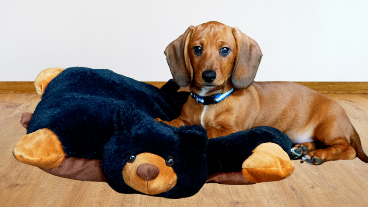 Why Does My Puppy Only Bite Me? PetHelpful