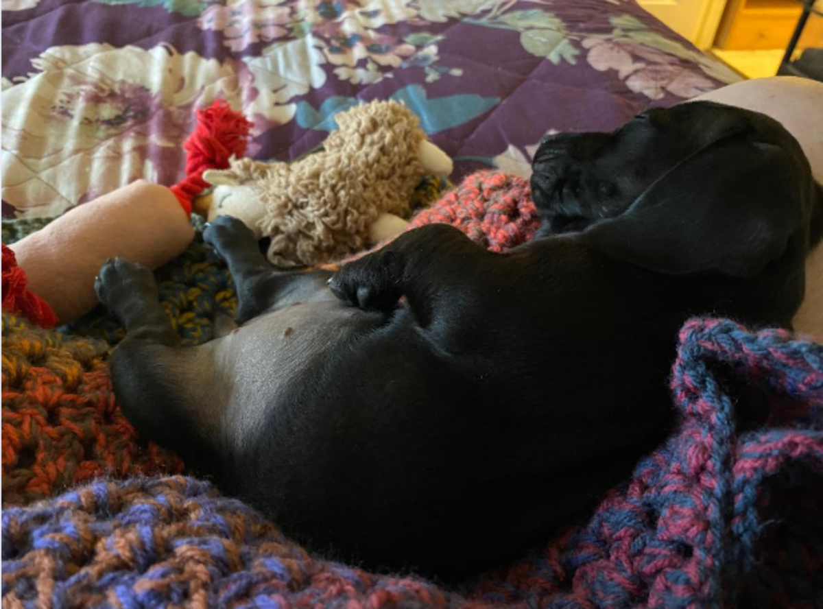 Why Does My Puppy Only Bite Me? PetHelpful