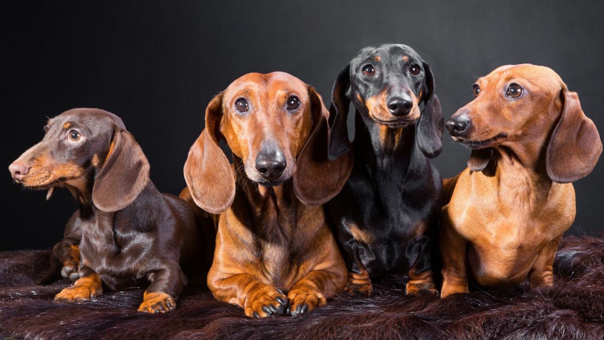 300+ Dachshund Name Ideas for Your Wiener Dog