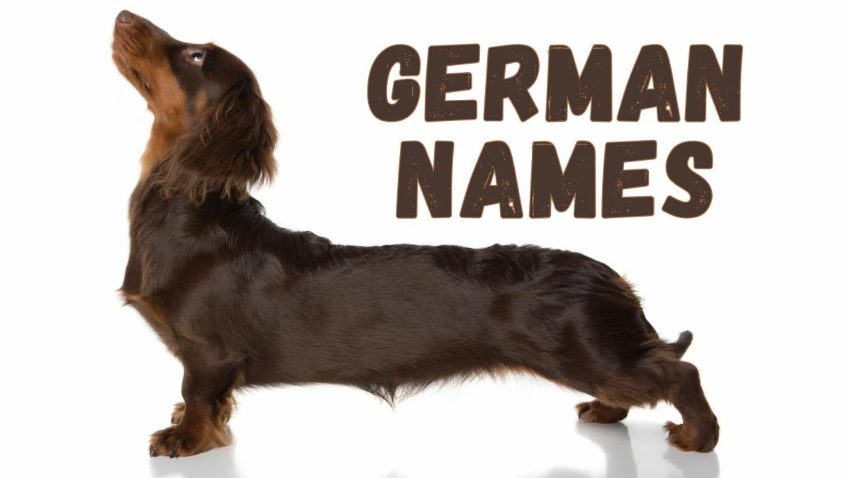 Miniature Dachshund Names Funny Little Dog Names Shop Cool