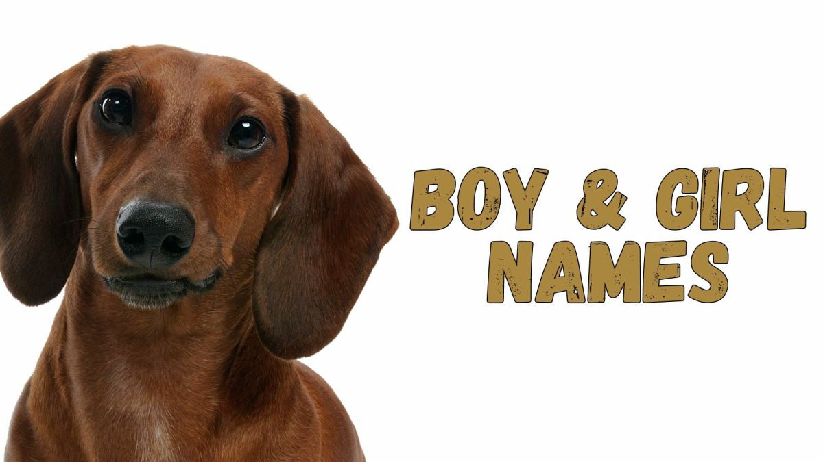 10 dachshund fashion names